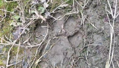 湖北鹤峰县疑再现老虎踪迹，村民家猪遭袭，玉米地发现脚印，此前男子自称干农活时被抓伤，当地回应