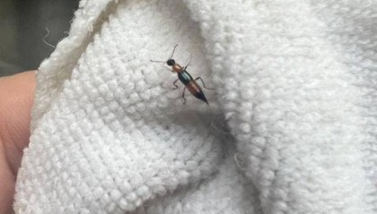 山东多地现这种虫子,千万别拍!