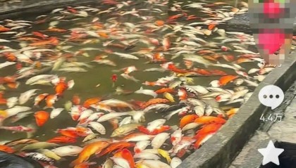 重庆观音桥步行街观赏鱼突然大量死亡，死鱼装满30余编织袋，警方回应