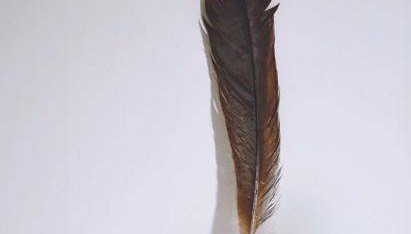 世界上最贵的一根毛:20多万人民币