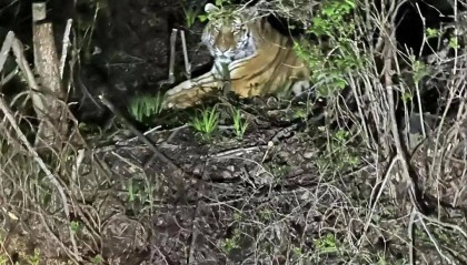 吉林一男子夜驾与东北虎隔窗对视,林业局:村里有牛被咬死,保险公司会理赔