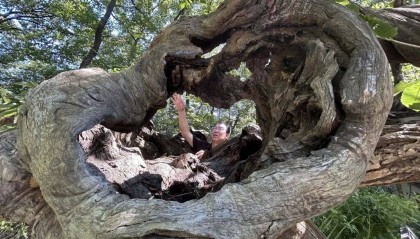 1014岁！青岛这棵“千年树王”，主干碳化严重，镂空处能站两人！每年仍可结果数十斤→