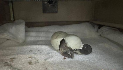 广州正佳极地海洋世界诞生今年第一只南极小企鹅