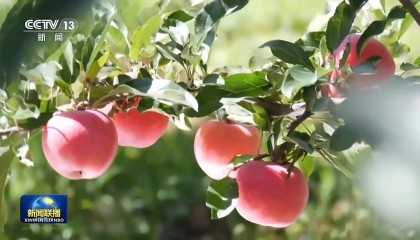 新思想引领新征程丨绘就乡村全面振兴壮美画卷