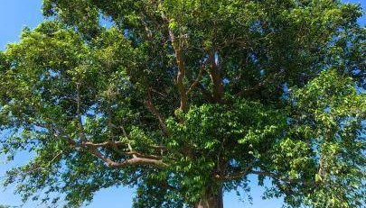 国家一级保护植物猪血木在广东阳春实现人工扩繁