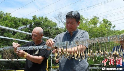 福建连江:1200万只海马历经8个月培育 迎来收获季