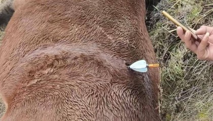 紫牛头条|多地发生动物遭热成像无人机投箭射杀事件,记者调查:已有地区将该设备列为禁猎工具