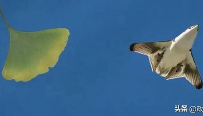 东部战区元旦发布重磅视频:银杏叶、飞鸟图出镜