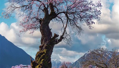 拉萨怎么玩儿，到拉萨怎么玩就怎么玩，直接玩嗨了