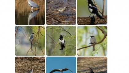 演员李现晒出多张“打鸟”图,网友:是被演员耽误的摄影师