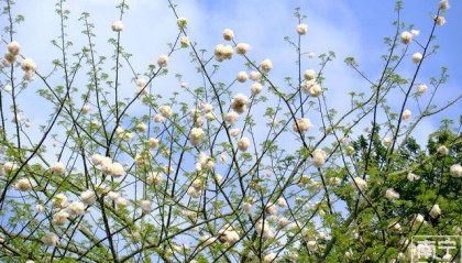 注意了!广西街头木棉飞絮似“白雪”,医生提醒→