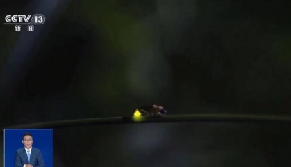 网传萤火虫濒临灭绝,是真的吗?