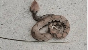 浙江温州有人在山上放生五步蛇,此前已有村民被咬!当地村干部回应