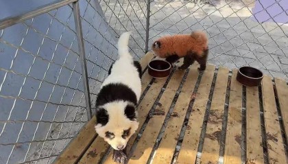 安徽一动物园使用染色狗扮演熊猫展览 园方回应:被顾客投诉已把染色犬撤走