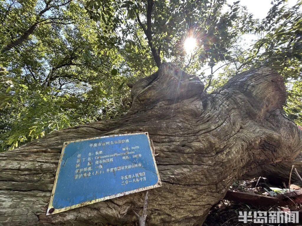 1014岁！青岛这棵“千年树王”，主干碳化严重，镂空处能站两人！每年仍可结果数十斤→