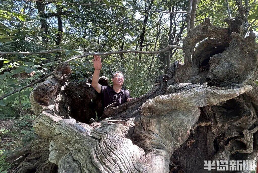 1014岁！青岛这棵“千年树王”，主干碳化严重，镂空处能站两人！每年仍可结果数十斤→