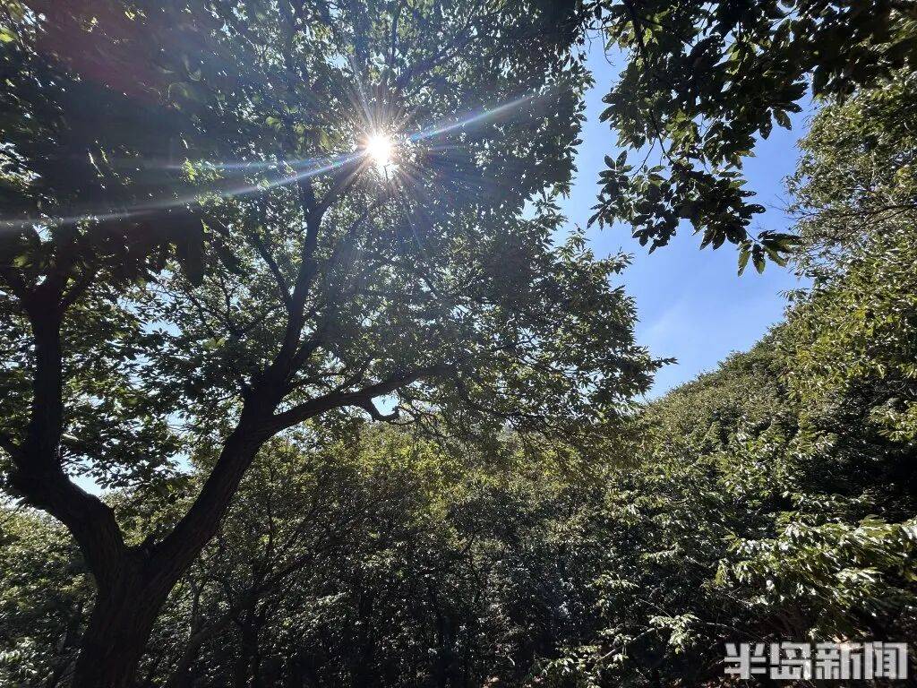 1014岁！青岛这棵“千年树王”，主干碳化严重，镂空处能站两人！每年仍可结果数十斤→