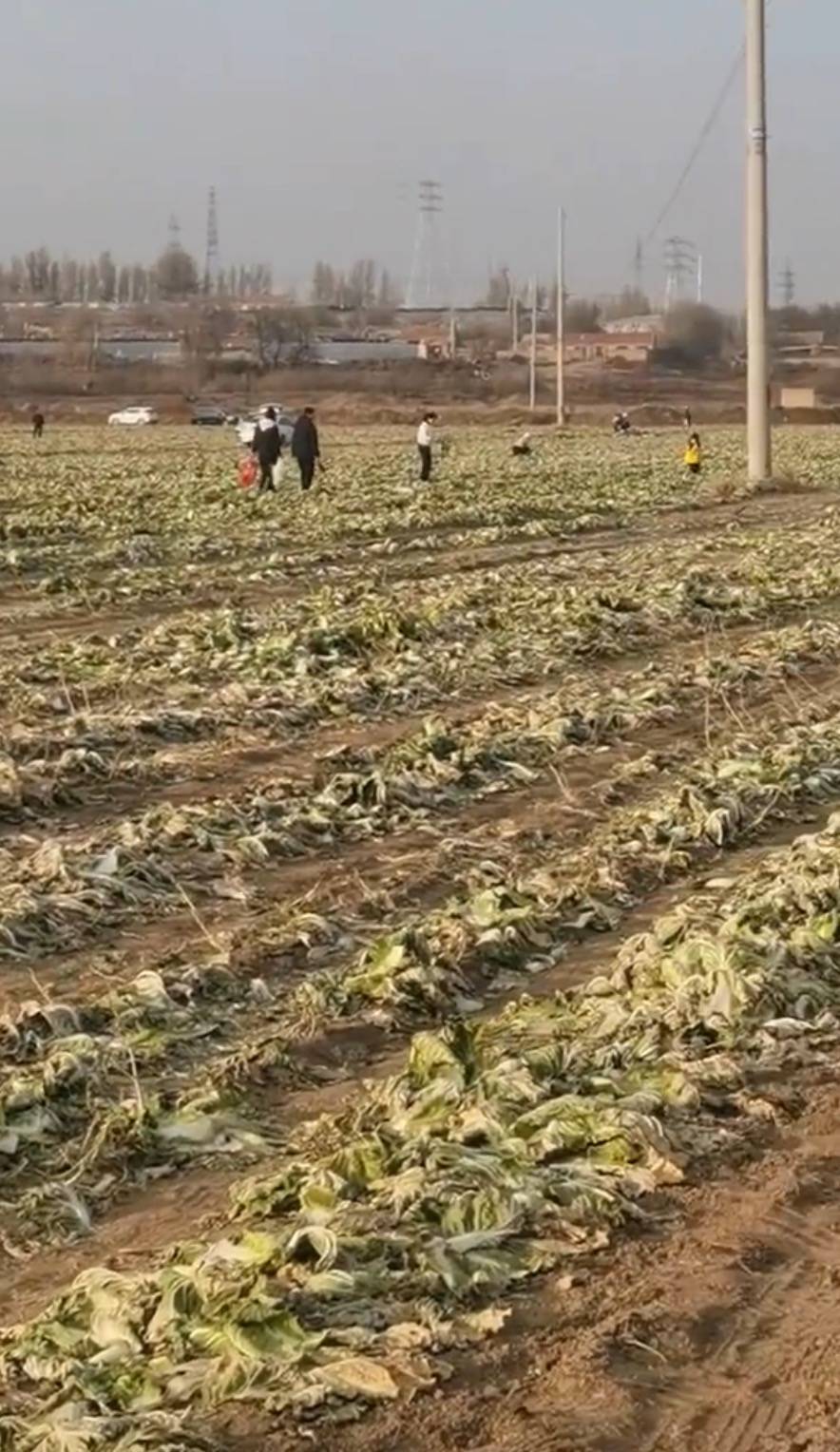 数百人在内蒙古一菜地“免费摘白菜”,菜农损失近百万,知情人发声,律师:违法侵权